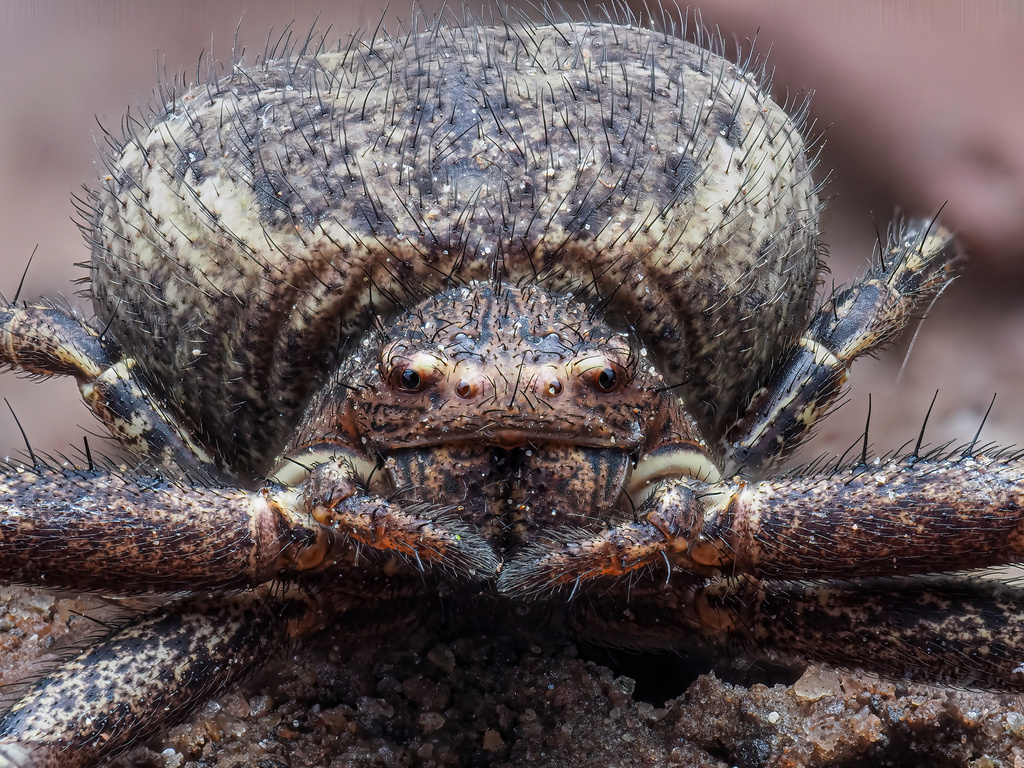 Xysticus acerbus from Taunusstraße, Altenstadt, Hessen, DE on May 05 ...