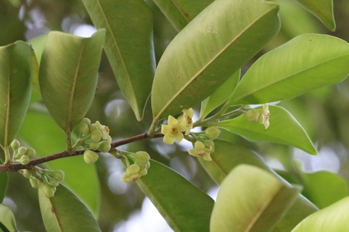 Image of Aquilaria sinensis by no rights reserved