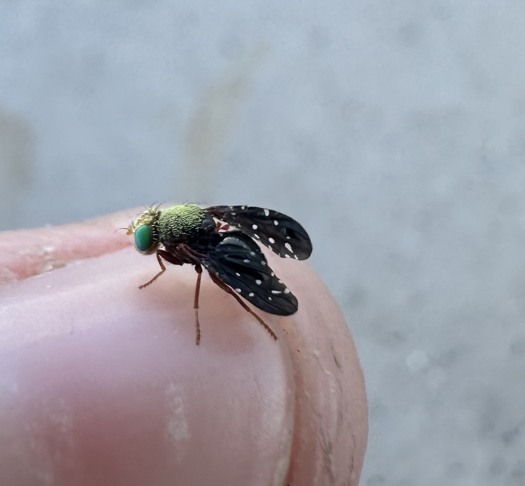 Aciurina aplopappi