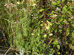 Calceolaria parvifolia