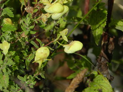 Calceolaria parvifolia