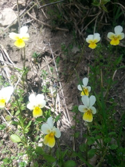 Viola arvensis