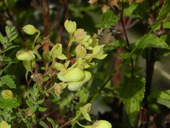 Calceolaria parvifolia