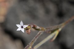 Plumbago pulchella