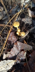 Pholiota subflammans