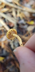 Pholiota subflammans