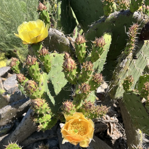 iNaturalist observation photo of Coastal Pricklypear