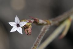 Plumbago pulchella