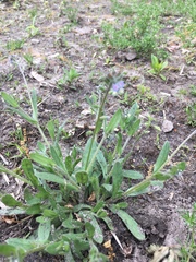 Myosotis discolor