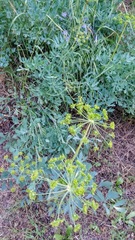 Lomatium californicum