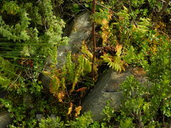 Woodsia montevidensis