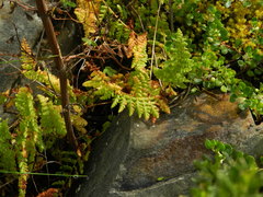 Woodsia montevidensis