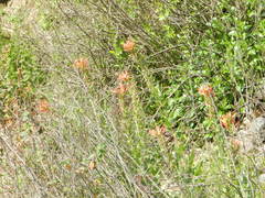 Siphocampylus tupaeformis