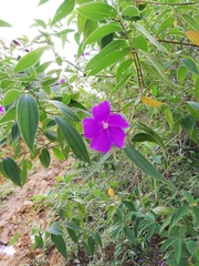 Pleroma semidecandrum