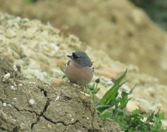 Fringilla coelebs africana