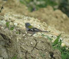 Fringilla coelebs africana