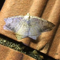 Oxymacaria temeraria