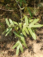 Quercus crassipes