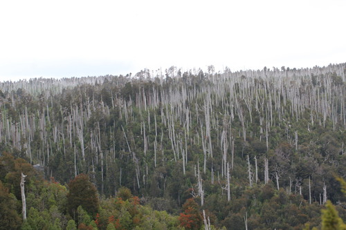 Image of Fitzroya cupressoides by (c) Cesar Ormazabal, some rights reserved (CC BY)