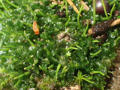 Anthoceros