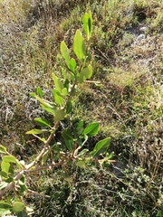 Dunalia brachyacantha