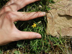 Hypericum brevistylum