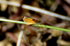 Ancyloxypha nitedula