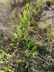 Dunalia brachyacantha