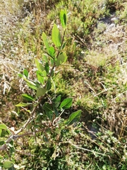 Dunalia brachyacantha