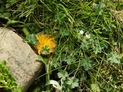 Geranium sessiliflorum