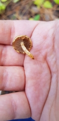 Pholiota subflammans