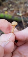Pholiota subflammans