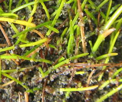 Isolepis basilaris