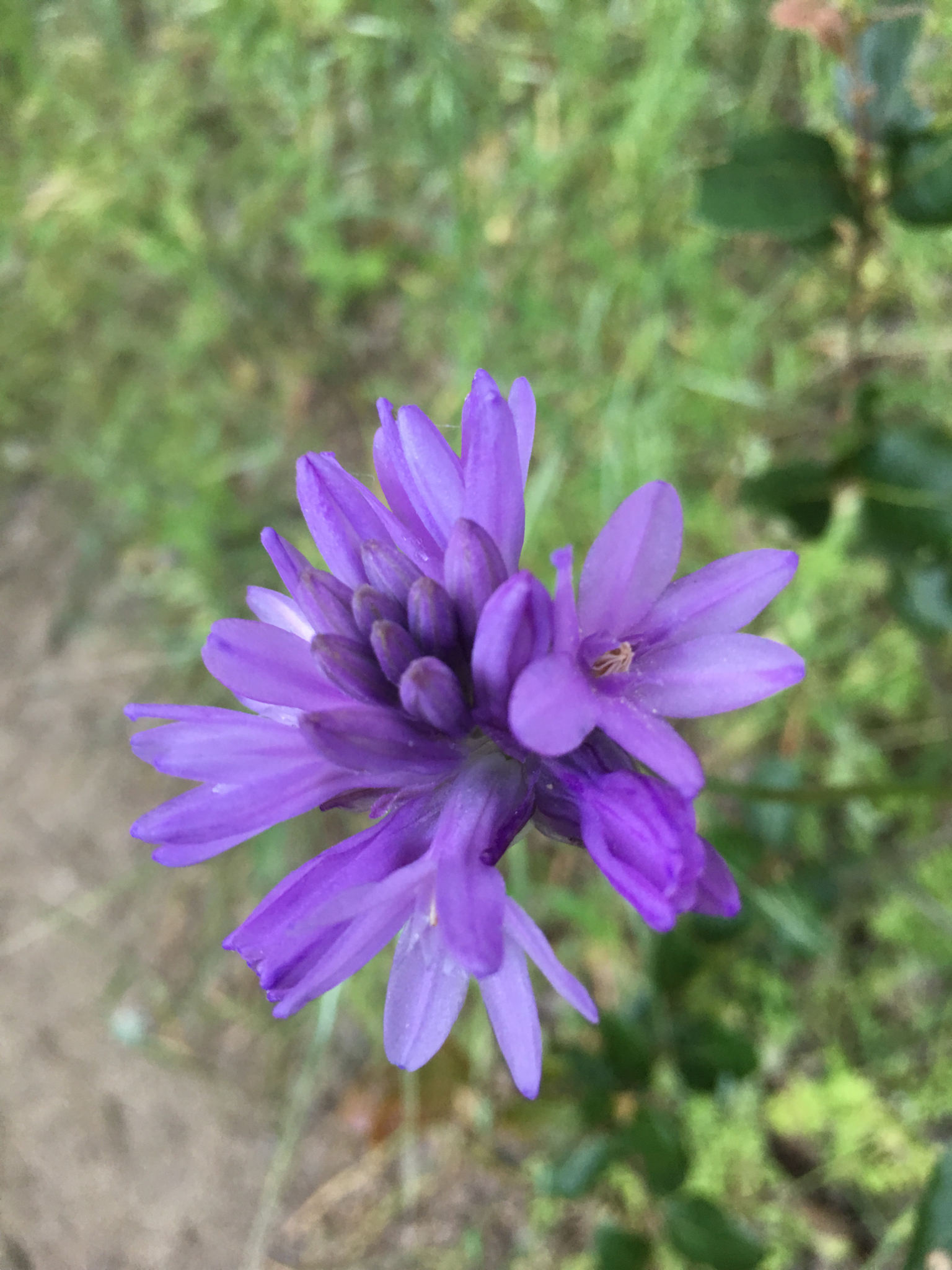 Dichelostemma