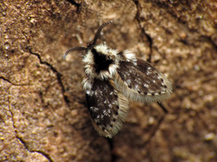 Lepiseodina conspicua