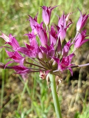 Allium peninsulare