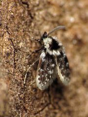 Lepiseodina conspicua
