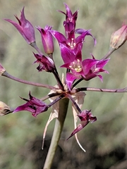 Allium peninsulare
