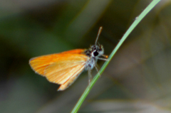 Ancyloxypha nitedula