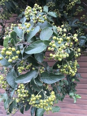 Ehretia anacua