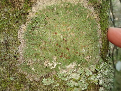 Phyllopsora malcolmii