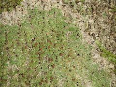 Phyllopsora malcolmii