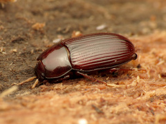 Uloma imberbis