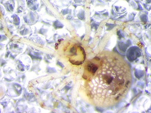 Theridion furfuraceum