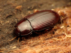 Uloma imberbis