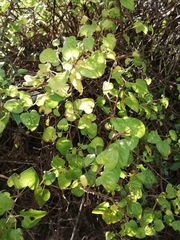 Salpichroa tristis