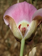 Calochortus simulans