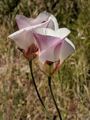 Calochortus simulans
