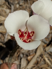 Calochortus simulans