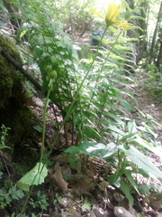 Doronicum pardalianches